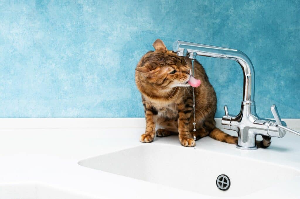 What is Water Purification and Why is it Important?